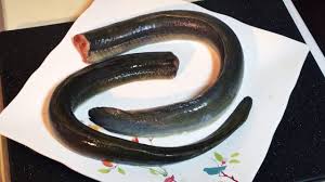 Kaboria Seafood